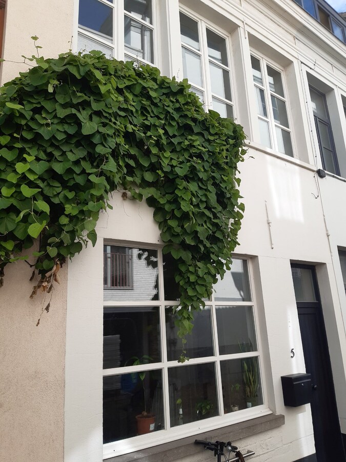 Authentiek wonen in de schaduw van Sint-Baafs. 