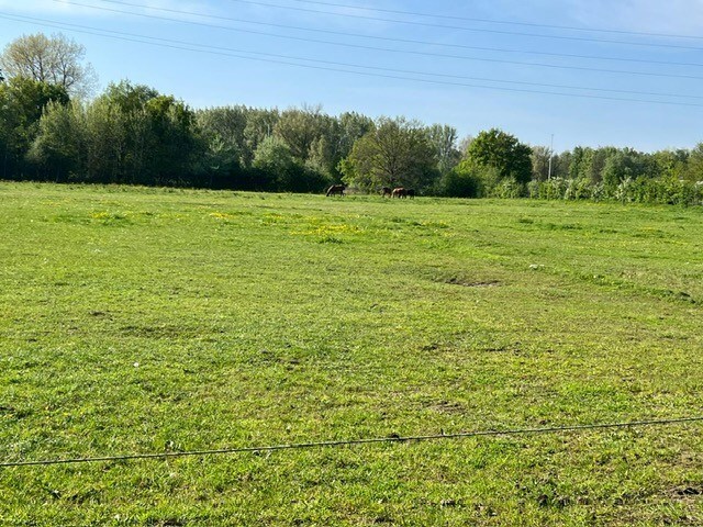 Prachtig weiland van ca. 2,5 ha te Zandhoven 