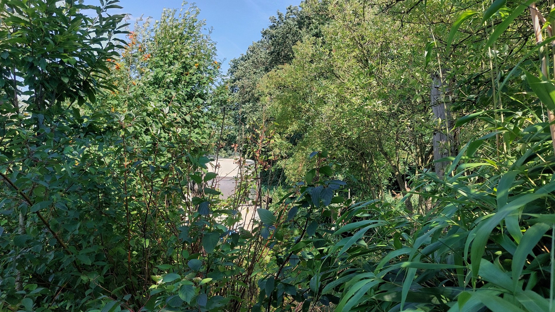 Bos te koop in Weert