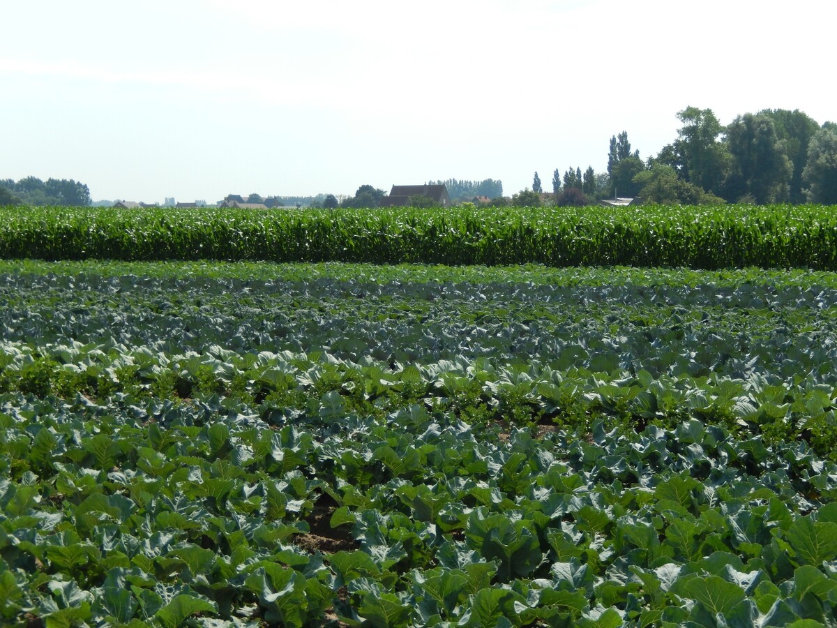 Instapklare landelijk gelegen alleenstaande woning 