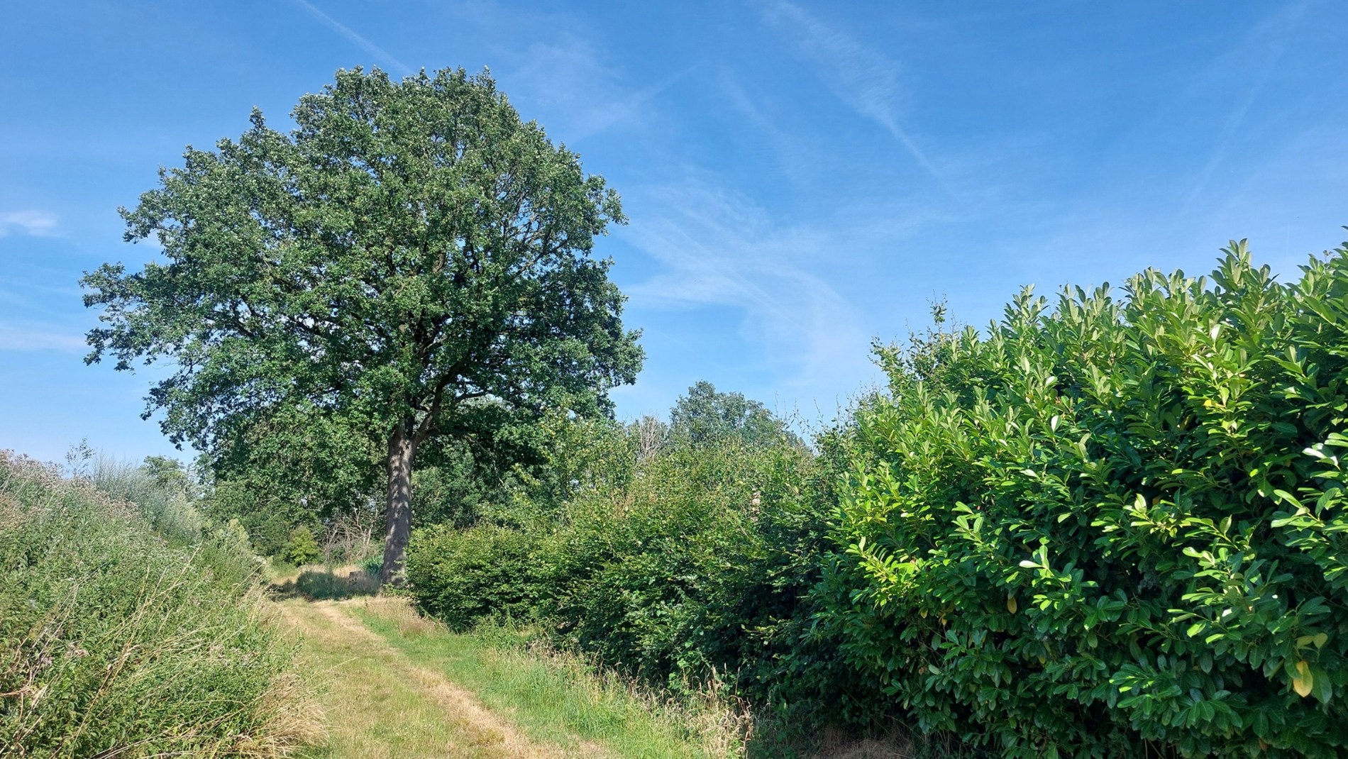 Bos te koop in Weert