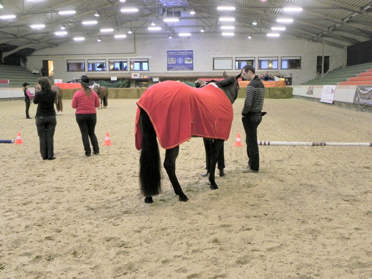 Hippisch complex ‘Azelhof’ op ca. 16 ha te Koningshooikt (Lier) 