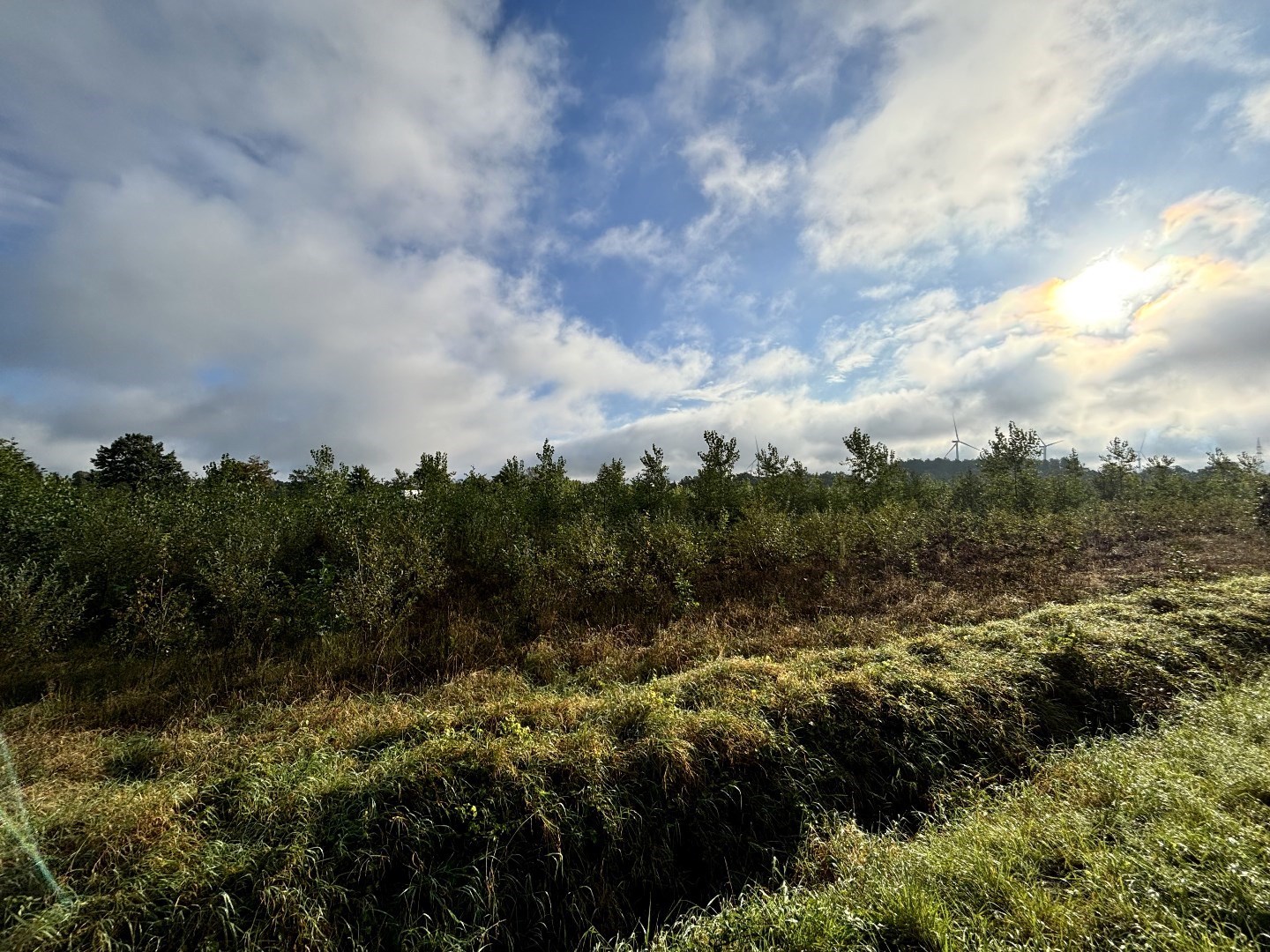 Recent geplant bos van 5ha 10a 79ca in Balen-Wezel 