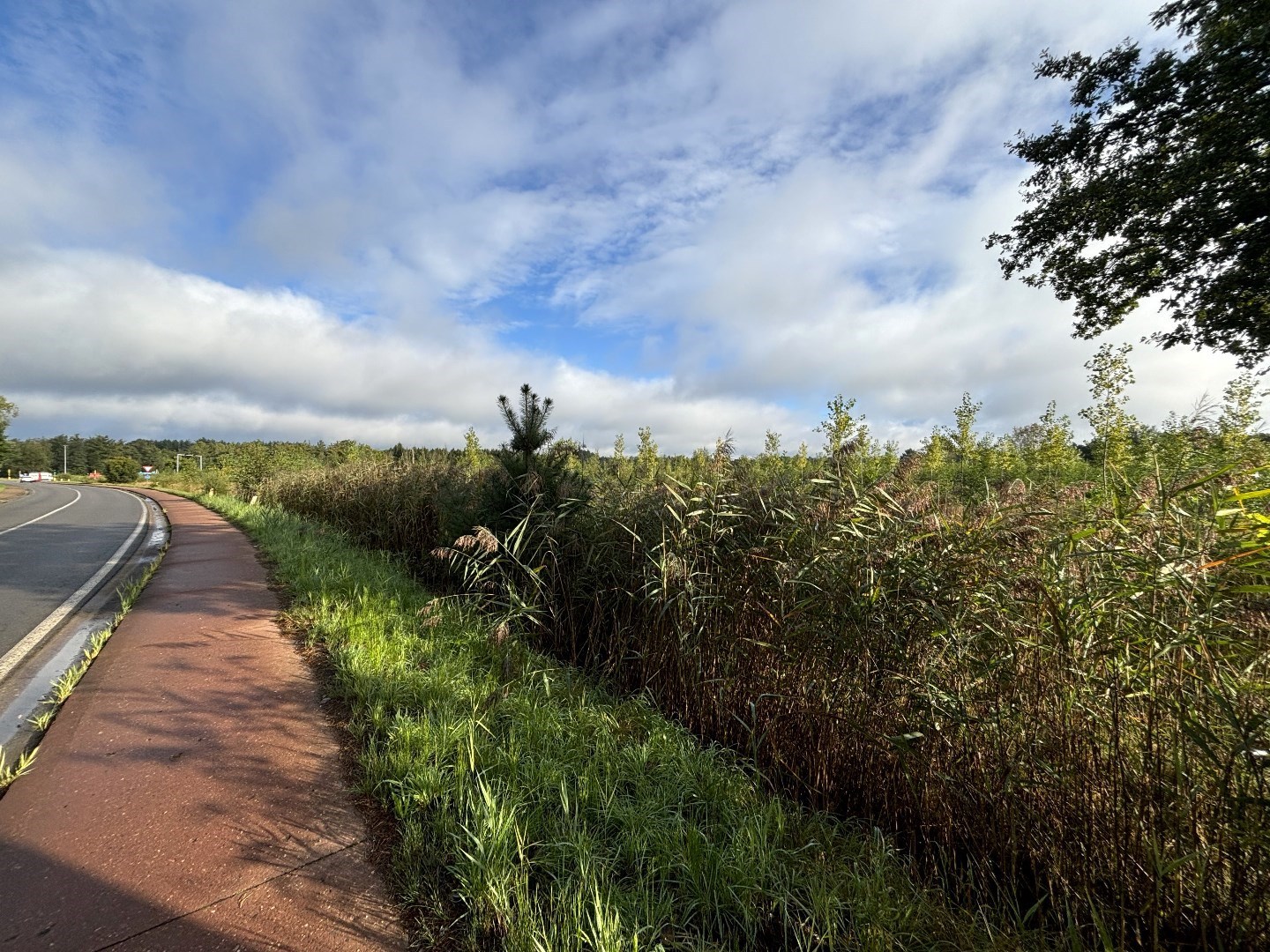 Recent geplant bos van 5ha 10a 79ca in Balen-Wezel 