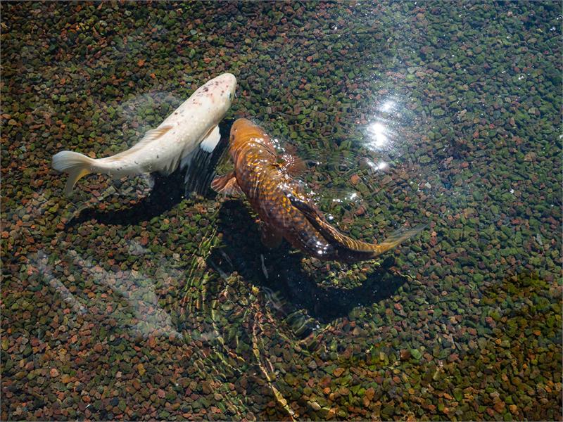 Privacy en oog voor detail in Laarne 