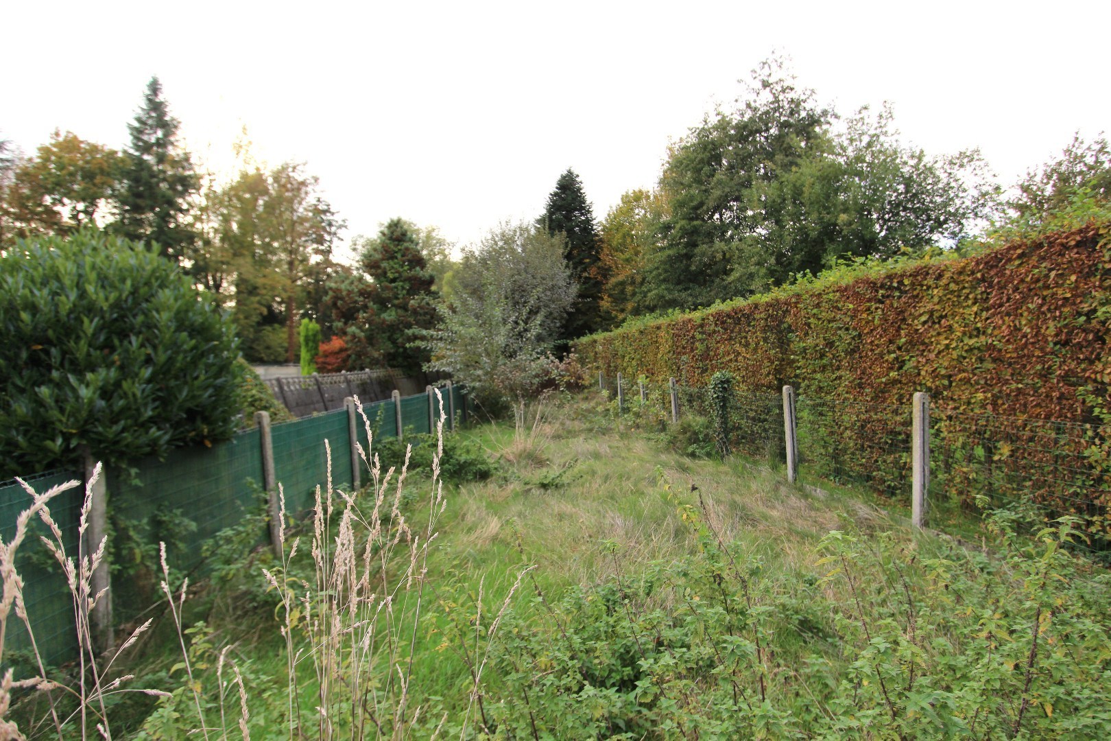 achtertuin