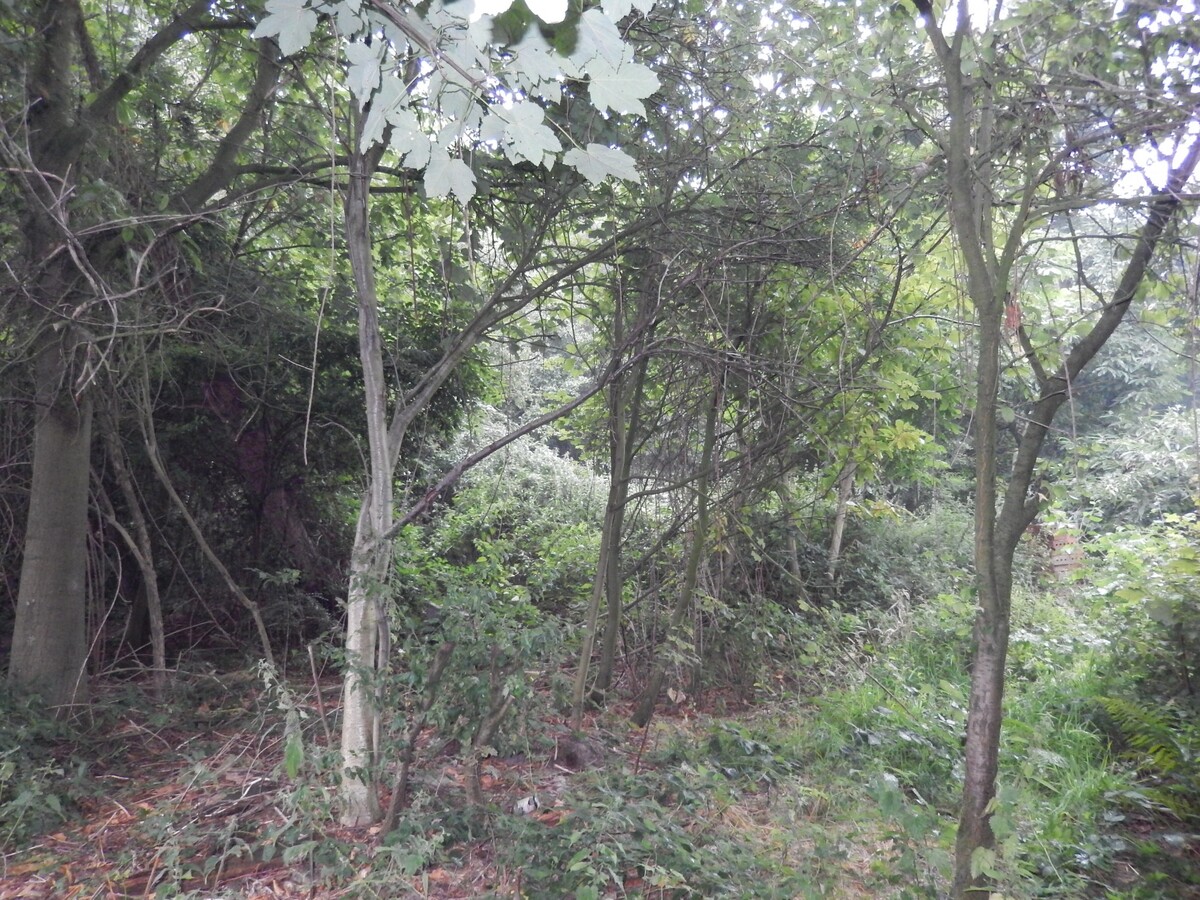 Woonhuis met grond / beleggingsgrond 