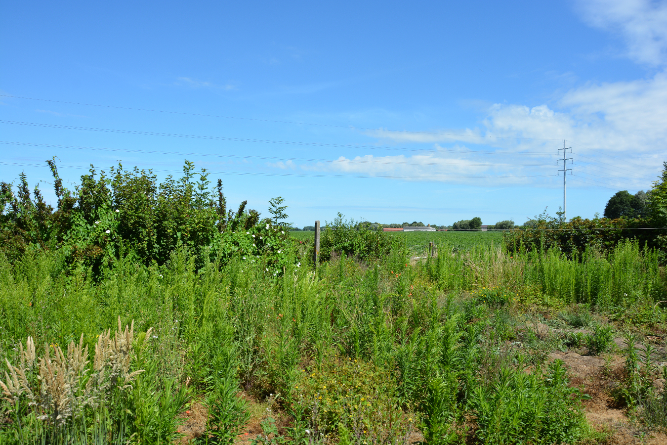 Alleenstaande woning met garage en mooie tuin 