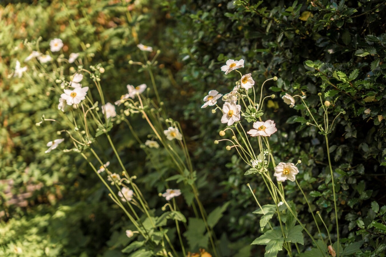 Prachtige villa met sublieme tuin op toplocatie in Schoten 