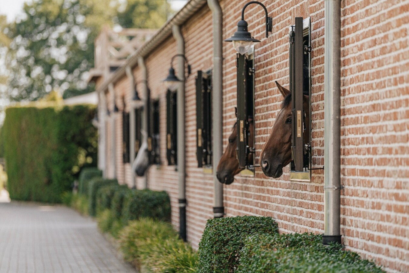 Exclusive equestrian accommodation on approx. 2,5 ha/6,18 acres in Geel (Antwerp region) 