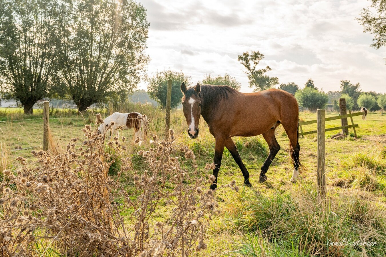 Charmante woning met stallen, buitenpiste en weide  op ca. 2 ha te OUDENBURG 