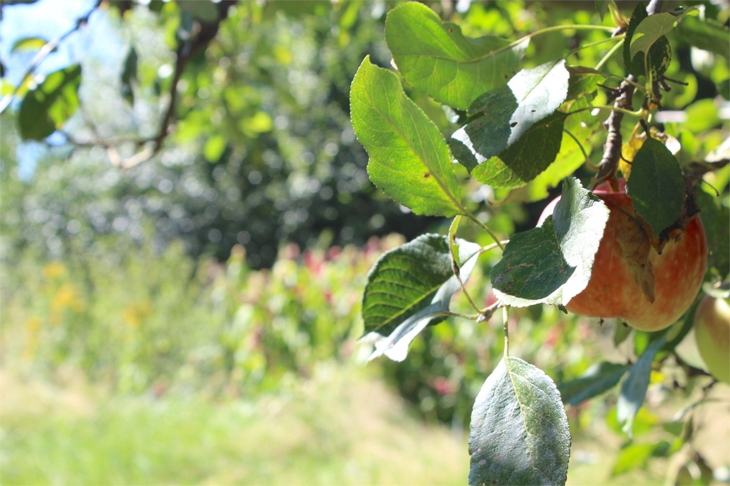 Woning verkocht in Hamme (9220)