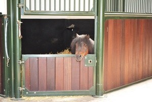 Luxueux centre équestre sur environ 2,5ha dans les environs de Gand 