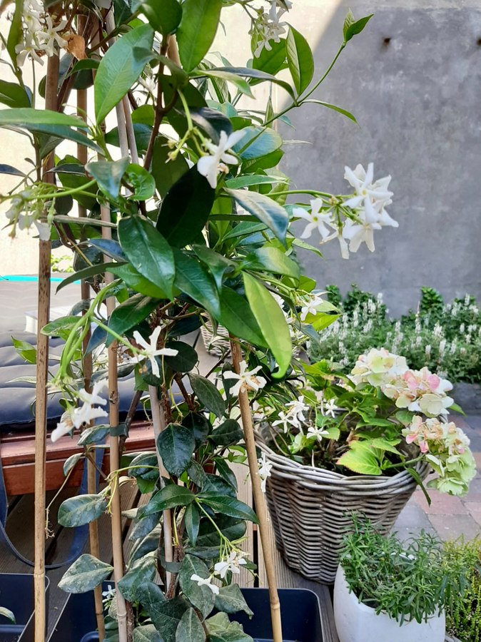 KNAP GERENOVEERDE RUIME WONING MET STADSTUIN 