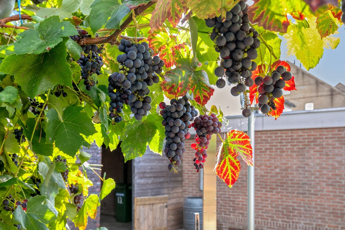 Volledig gerenoveerde woning met garage en carport gelegen aan de Beukenlaan 13 te Reusel. 