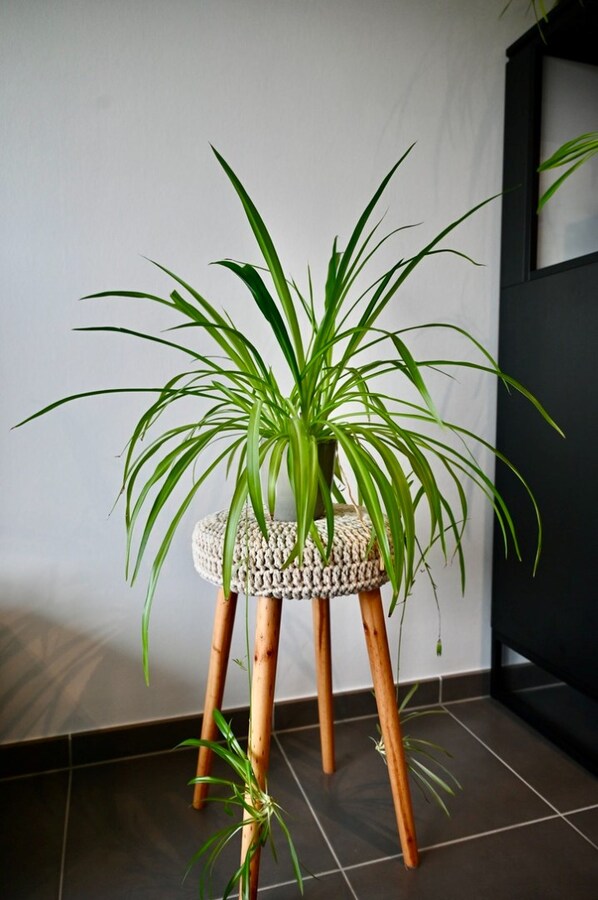 deco plant