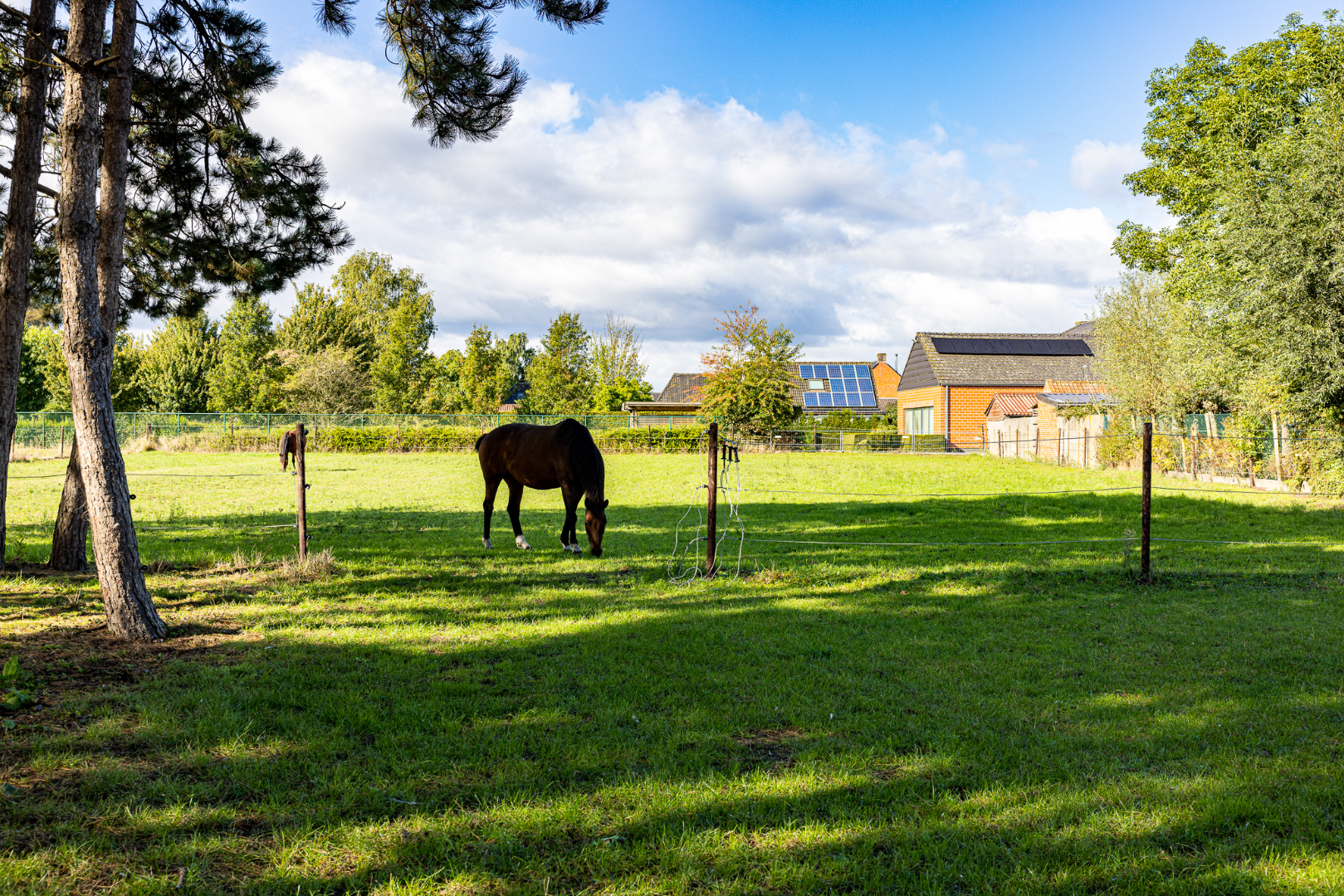 Energiezuinige woning op 6.229 m² met 4 slpks én ideaal voor paardenliefhebbers te Adegem 