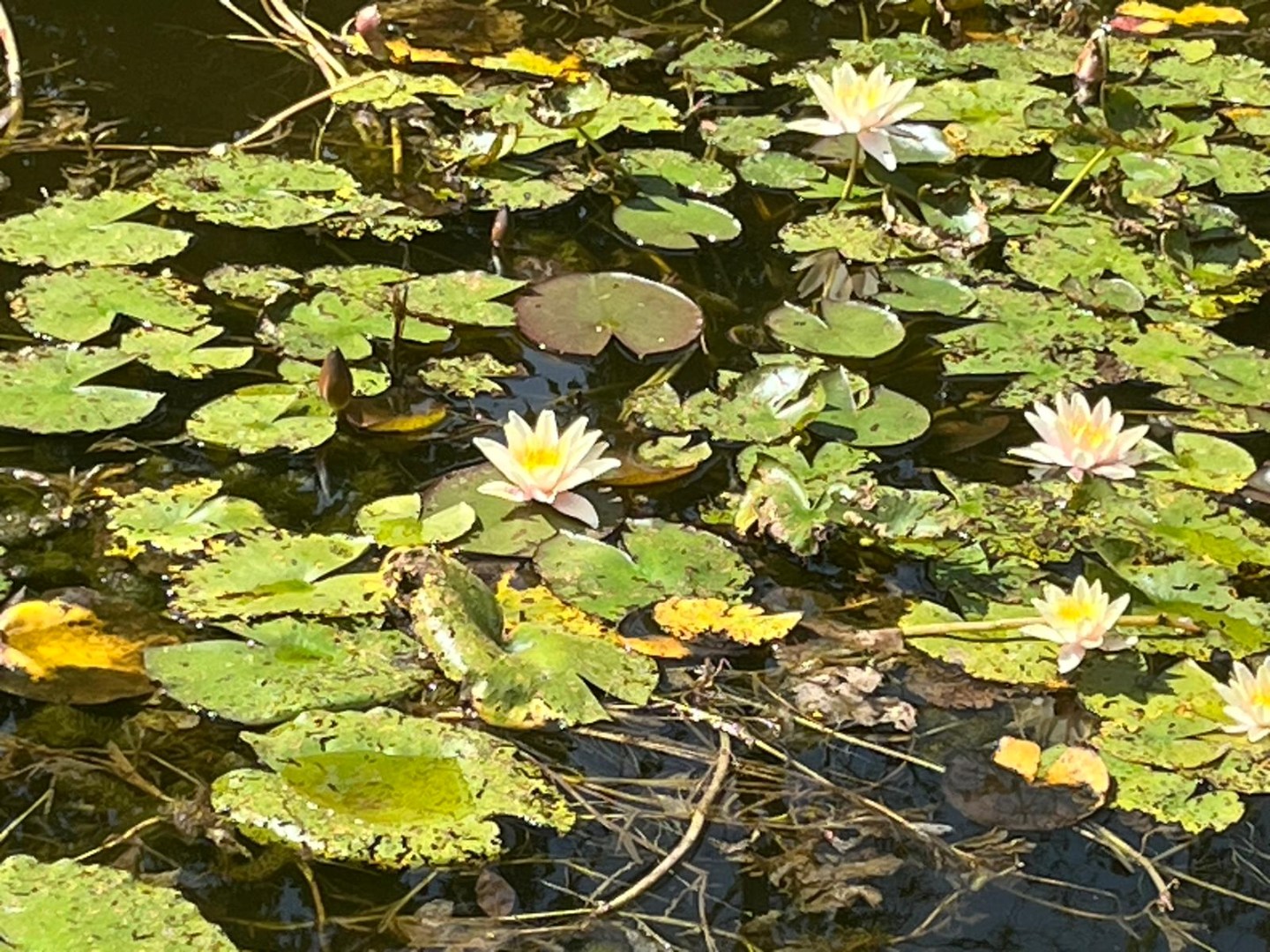 Wonen aan het water – Royale vrijstaande villa op steenworp afstand van het Veerse Meer. 