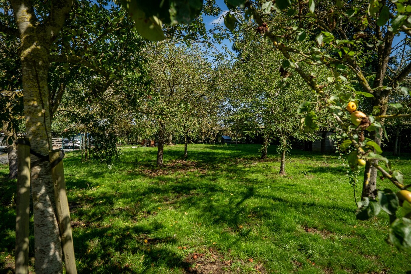 Renovated farmhouse with pasture on approximately 2 hectares in Veldegem. 