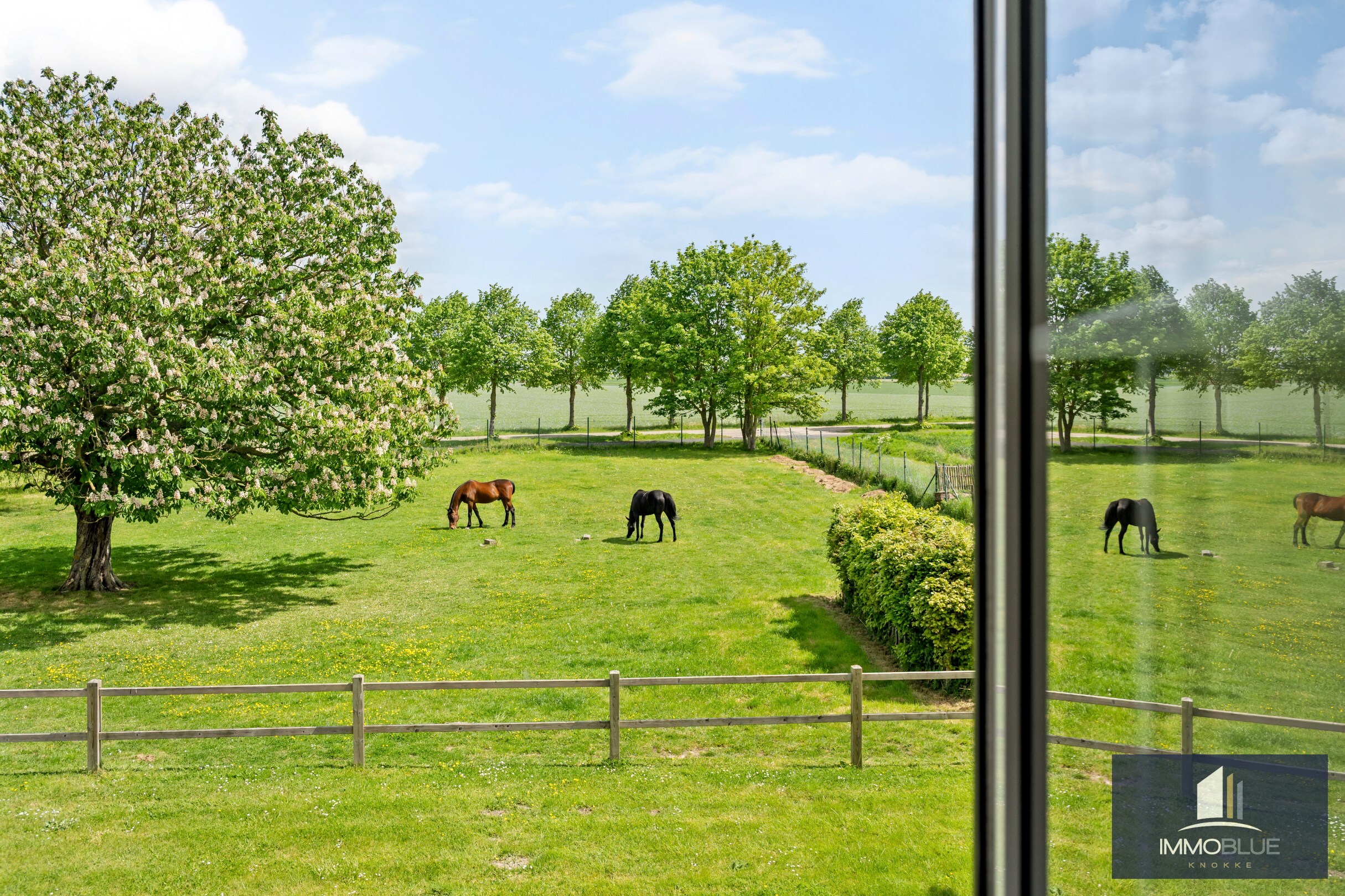 Domaine idylliquement situé avec maison rénovée, espace professionnel et installations équestres étendues. 