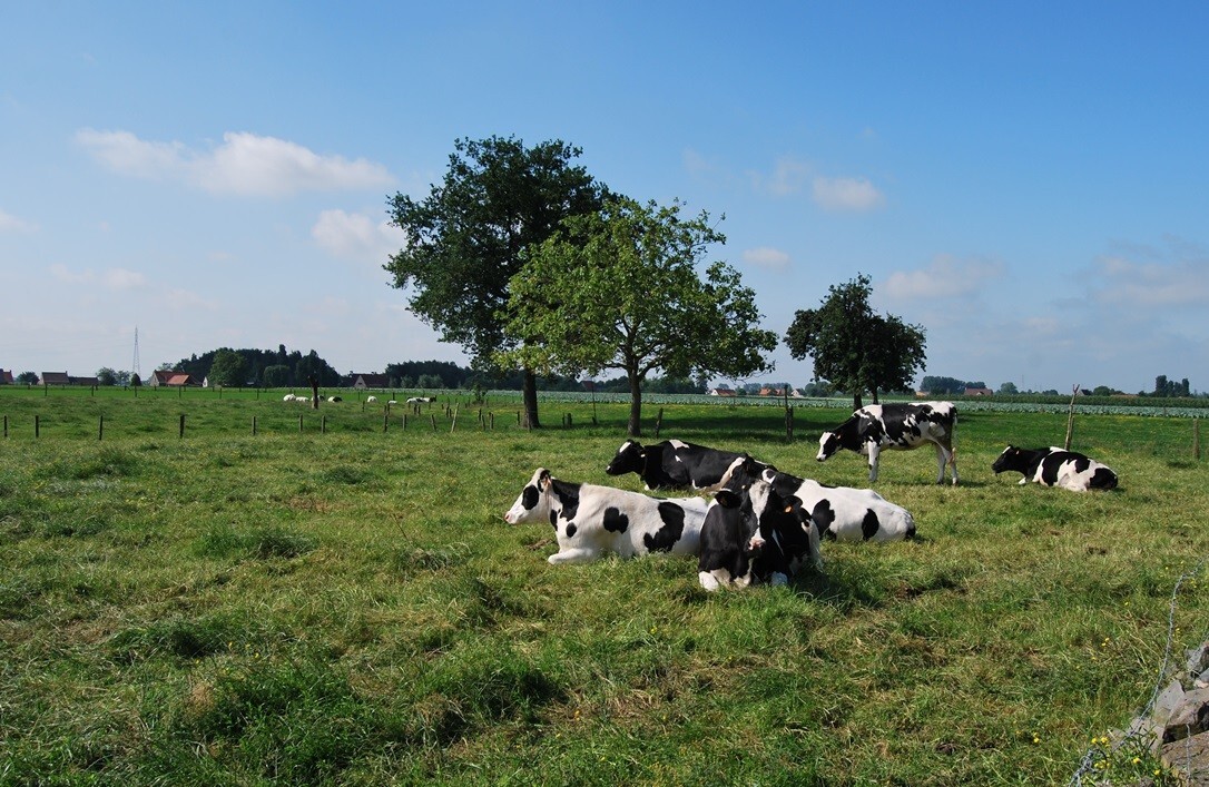 Te renoveren hoeve met stallingen op 9.333m² (+ev. 5ha) te Deinze 