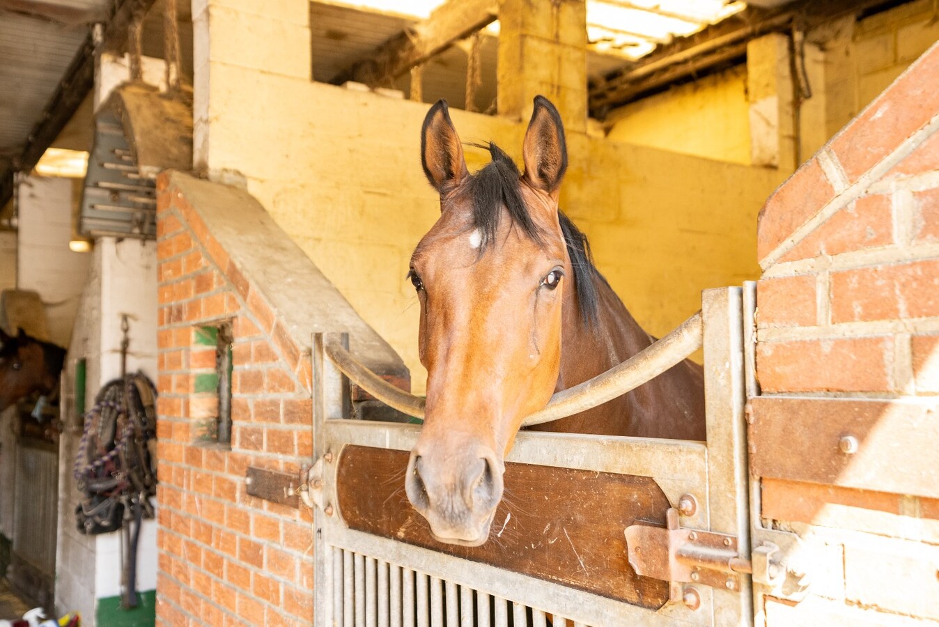 Propriété équestre avec maison à rénover à ca. 90a à Wonck (Bassenge). 