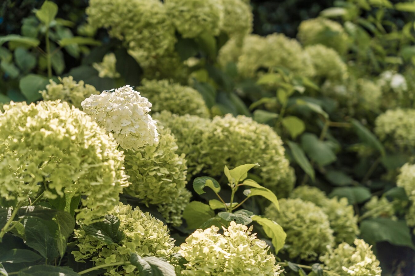 Prachtige villa met sublieme tuin op toplocatie in Schoten 