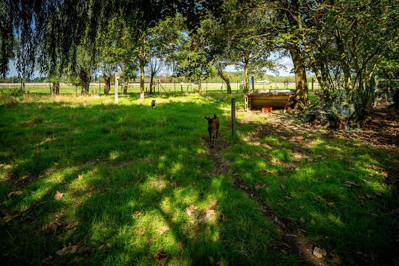Renovated farmhouse with pasture on approximately 2 hectares in Veldegem. 