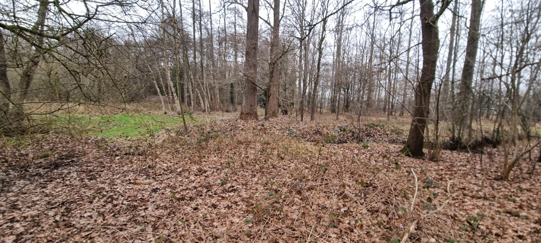 Verkocht bos - Balen