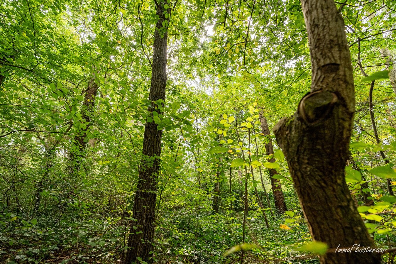 Maison prête à emménager dans un environnement boisé d'environ 24 ares à Keerbergen. 