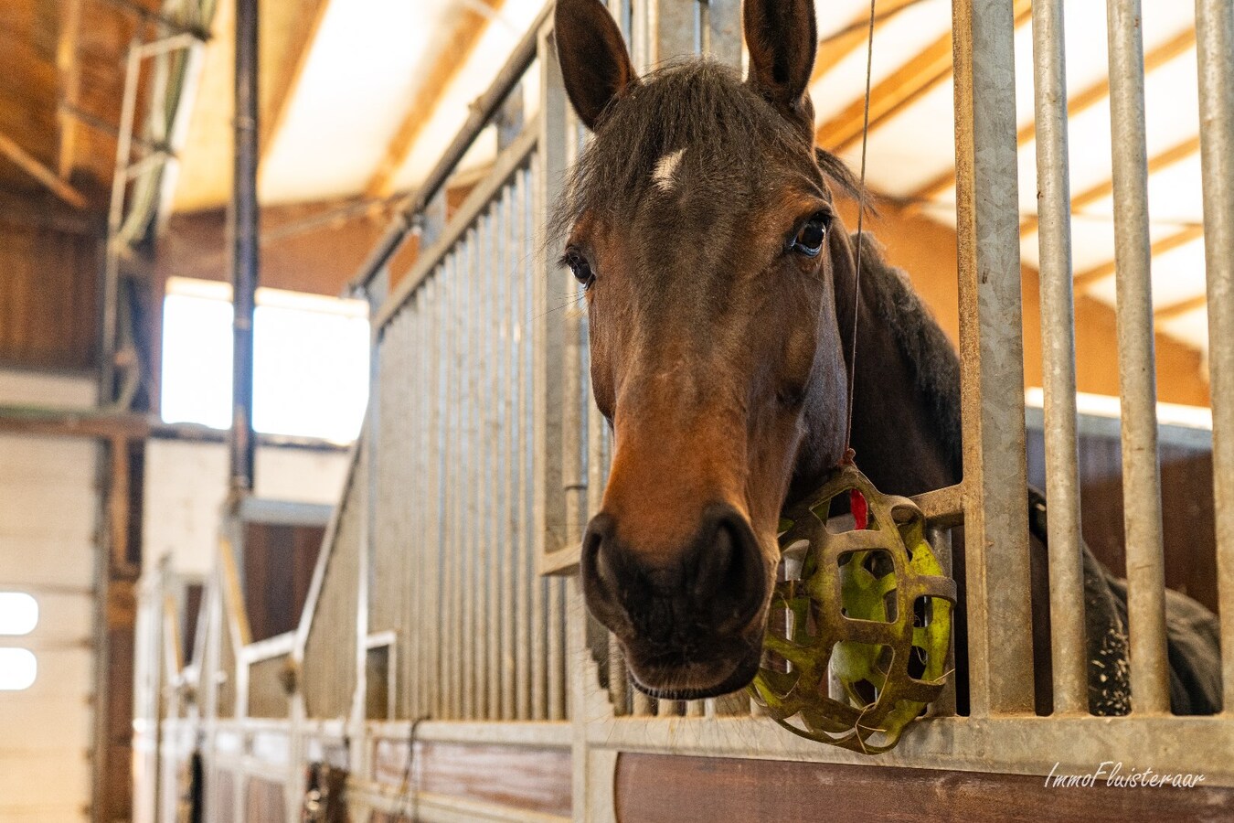 Complete paardenaccommodatie met studio op ca. 1,1ha te Bree 