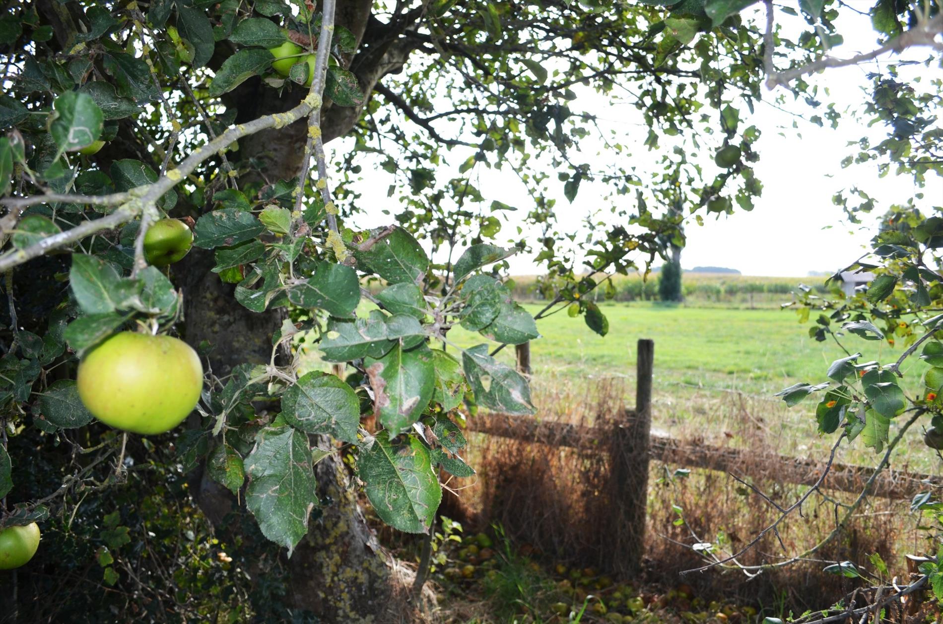 Te renoveren gezinswoning met 3 slpks, garage en tuin rustig gelegen te Bassevelde 