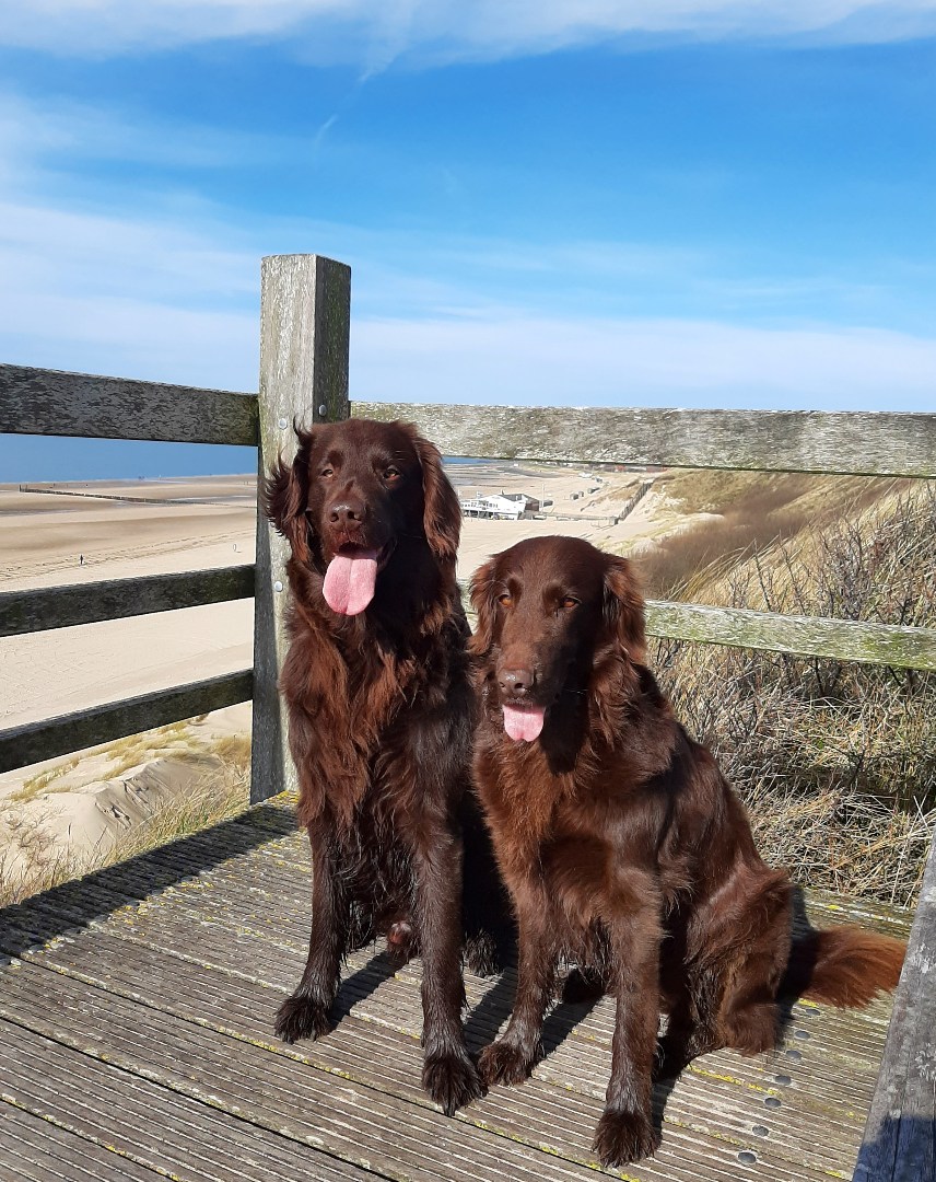T.A. Makelaardij biedt aan – Chalet JD12-: Op een schitterende locatie in een goed verzorgd recreatiepark aan de kust van Walcheren bieden wij dit leuke chalet aan. 