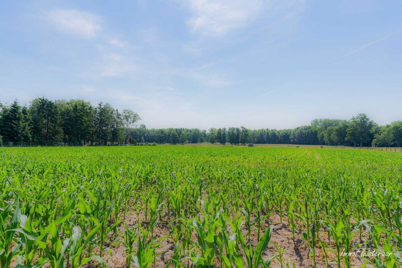 Belle maison avec écurie et terrain d'environ 1,63 ha à Opglabbeek (Oudsbergen) 