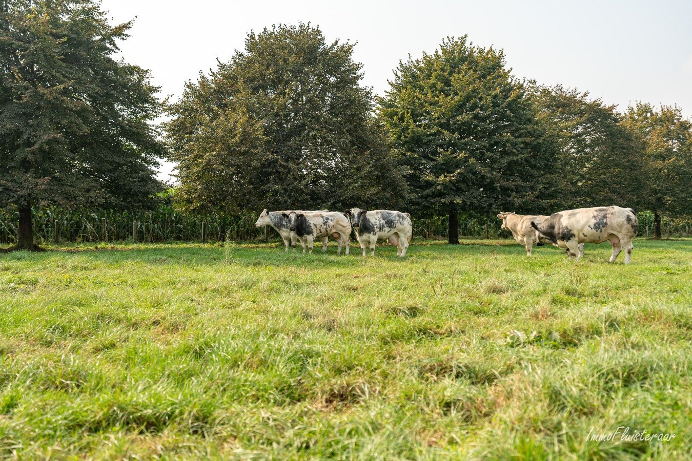 Prachtige villa met een ruim stalgebouw op ca. 2,2 ha te Dilsen-Stokkem 