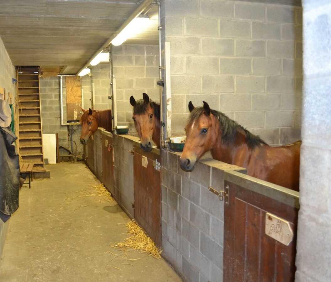 Récente ferme en carré d’environ 18a à Ninove avec possibilités de prairies supplémentaires 