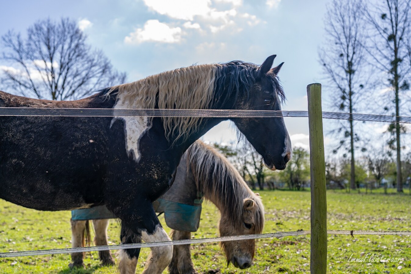 Charmante boerderij met piste en weides op ca. 59 are te Hoeselt 