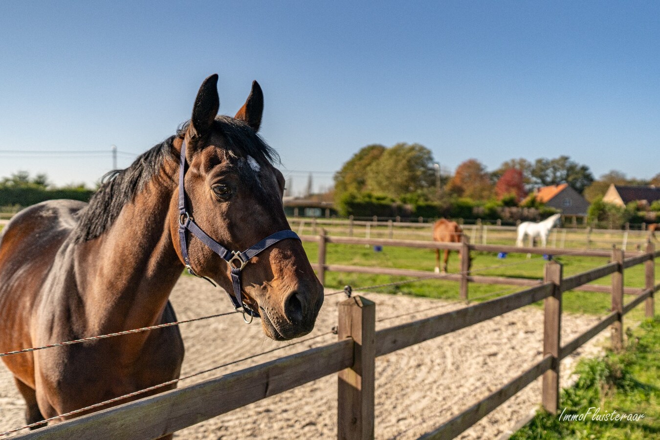 Volledig uitgeruste paardenaccommodatie op ca. 4,2 ha nabij Herentals 