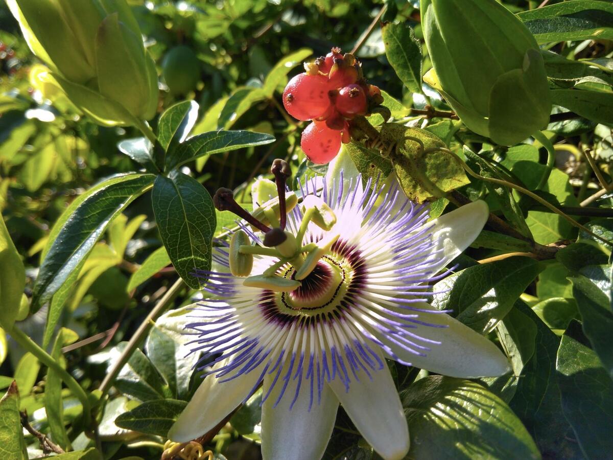 OPENDEURDAG ZATERDAG 24 juni  VAN 14U TOT 16U TE BREDENE - SPORTSTRAAT 15 