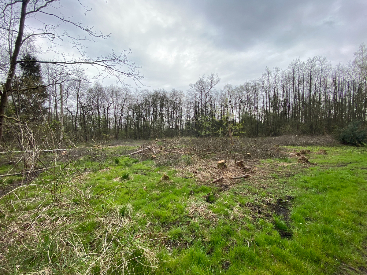 Verkocht bos - Balen