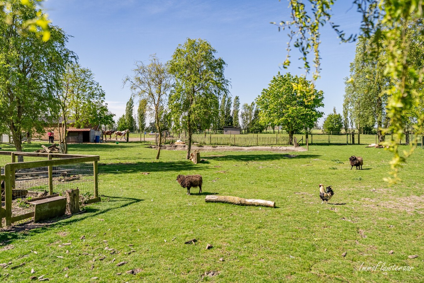 Magnifique domaine avec une villa neuve et un chenil et une pension pour chats agréés à Diksmuide 