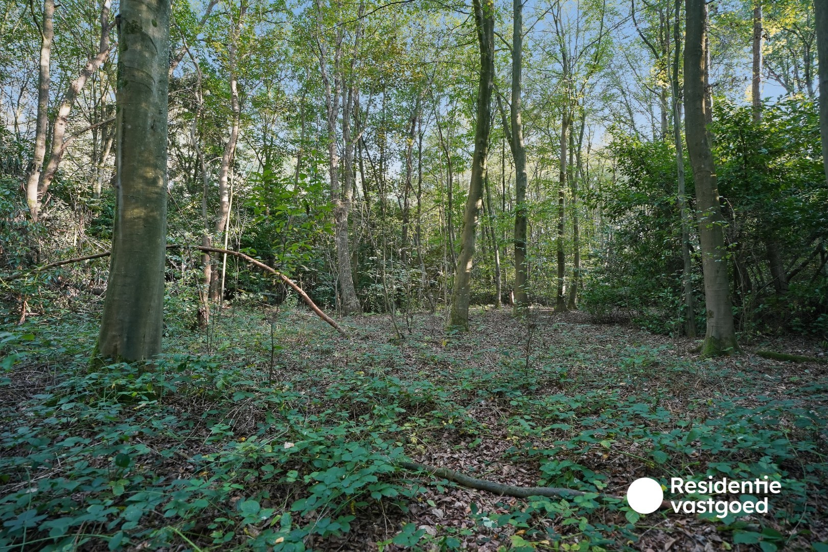 Bosgrond van 4.193 m² op rustige ligging in Sijsele 