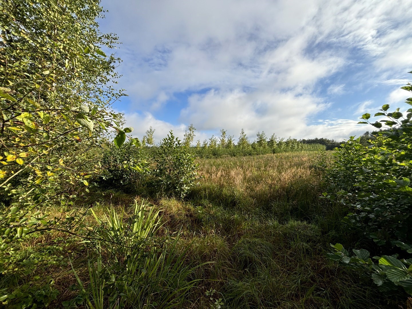 Recent geplant bos van 5ha 10a 79ca in Balen-Wezel 