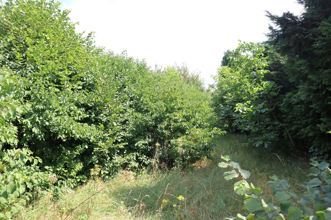 Perceel grond van 07 are 07ca 