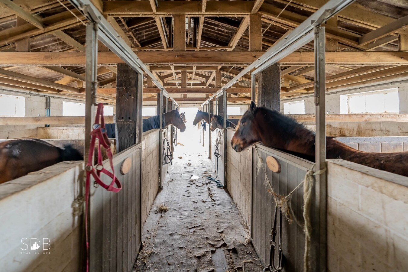 Landelijke woning met paardenaccommodatie en graslanden op 3ha 71a 90ca 