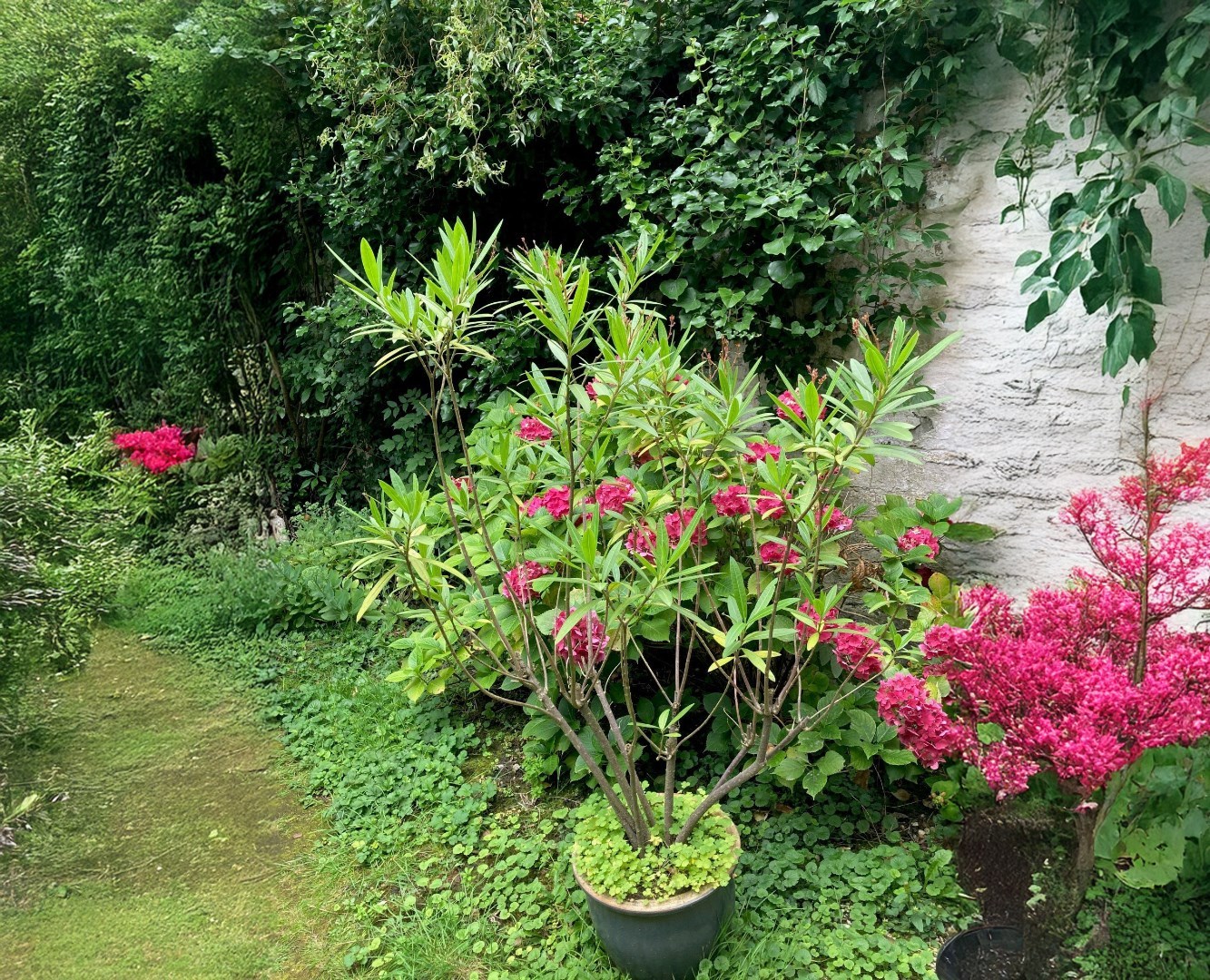 Ruime burgerwoning met stadstuin bestaande uit 2 wooneenheden nabij Gent Sint-Pieters 