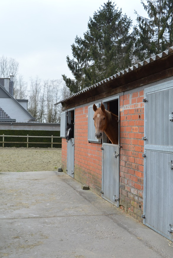 Ruime woning met stalgebouw op 6.723m² te Waarschoot 