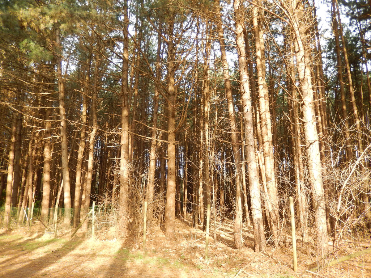 Verkocht - Bos - Snellegem