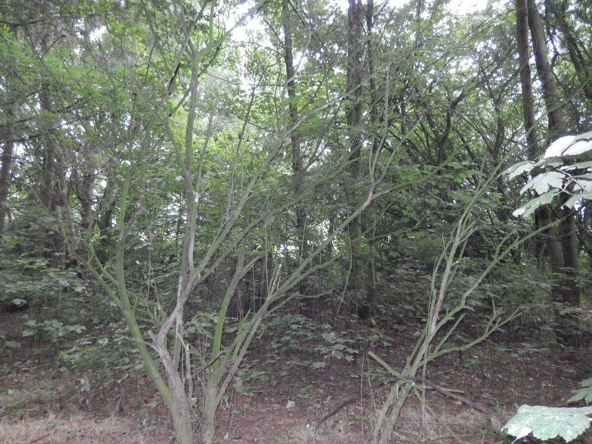 Woonhuis met grond / beleggingsgrond 