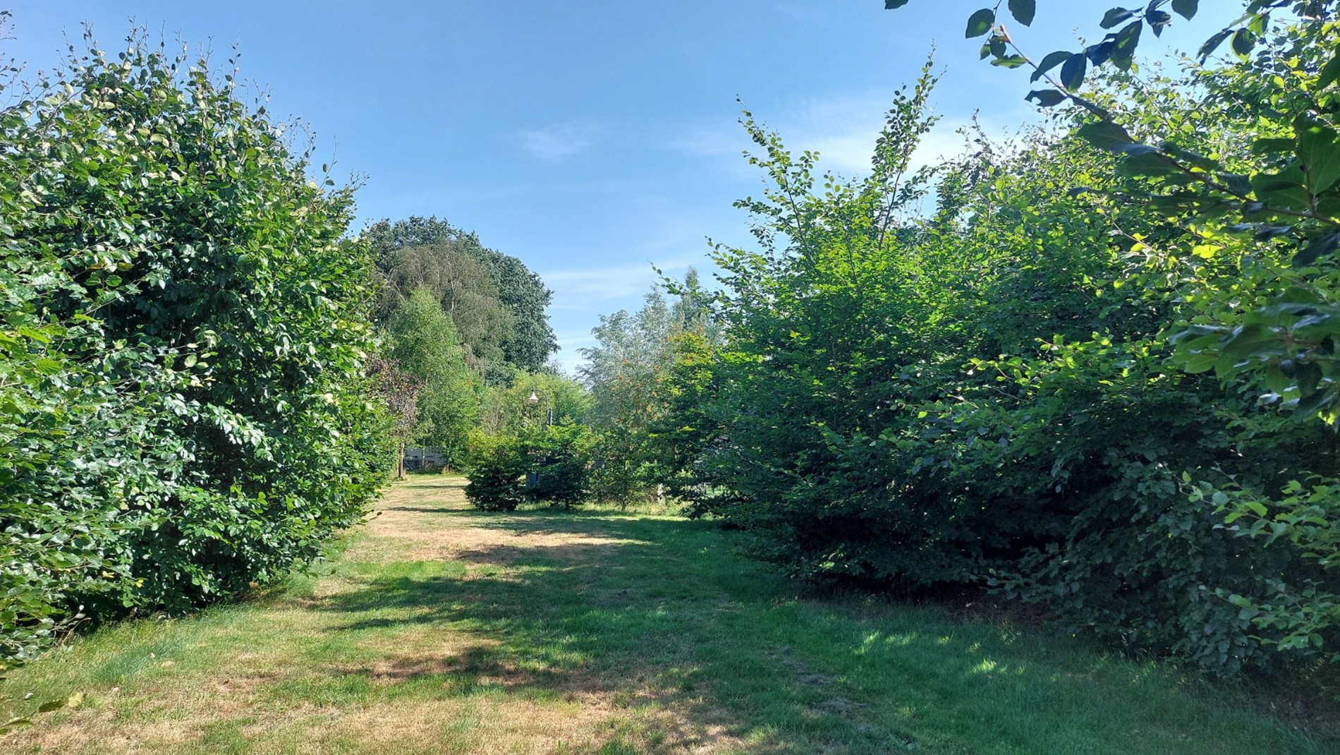 Bos te koop in Weert